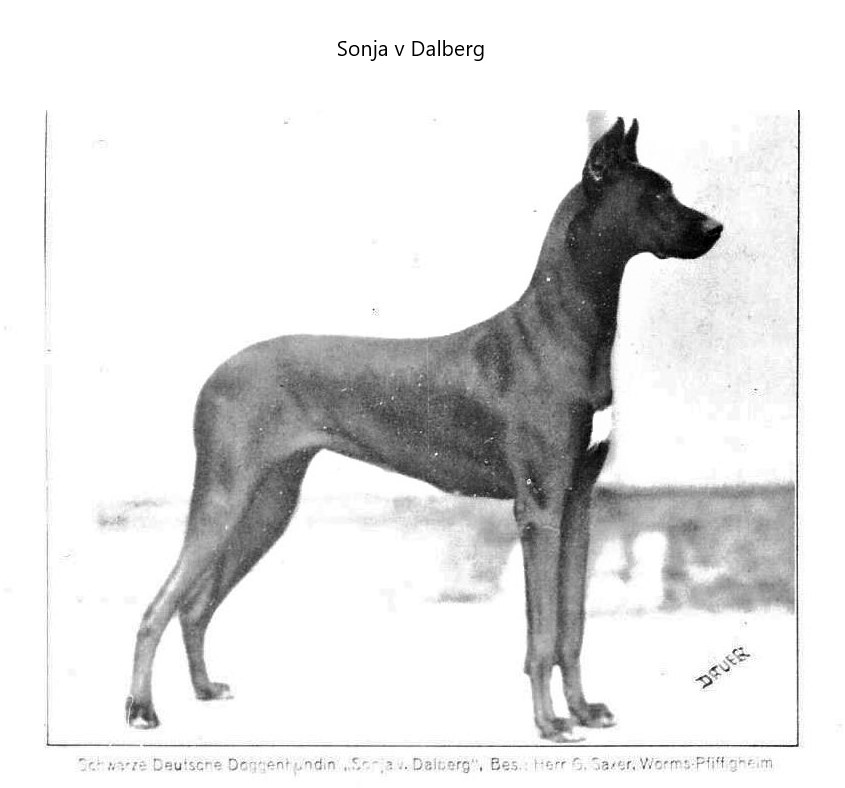 Sonja v Dalberg